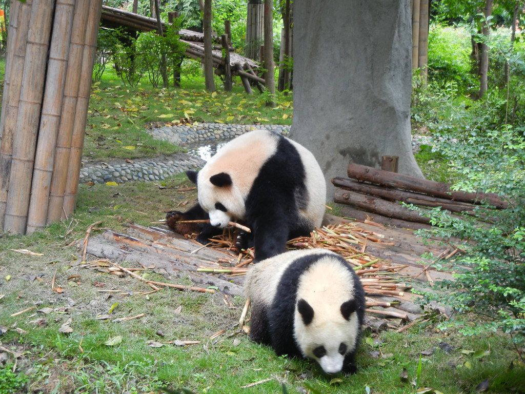 Giant panda eating bamboo at the Chengdu panda base