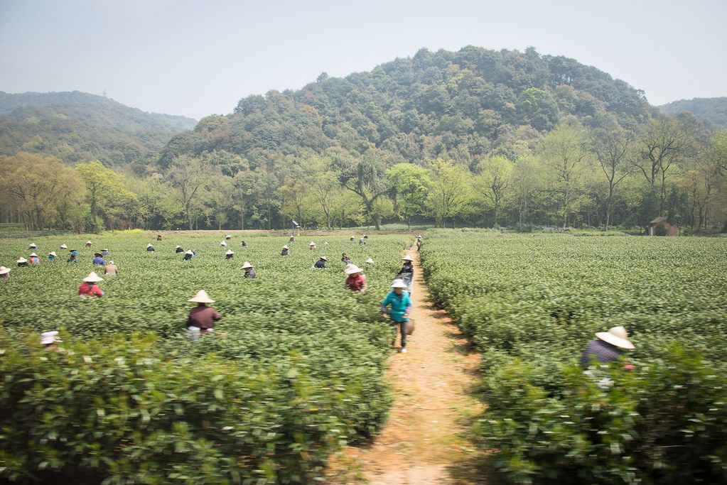 Terraced Longjing green-tea plantation in the Hangzhou hills