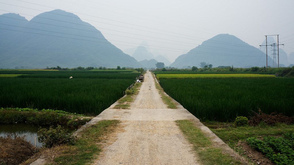 Cyclists on a country road through Yangshuo karst peaks and rice fields